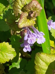 Glechoma hederacea