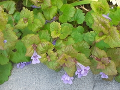 Glechoma hederacea