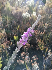 Amphithalea imbricata