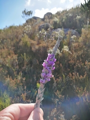 Amphithalea imbricata