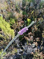 Amphithalea imbricata