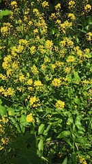 Bunias orientalis