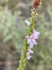 Erica alopecurus