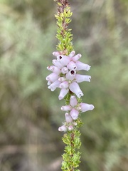 Erica alopecurus