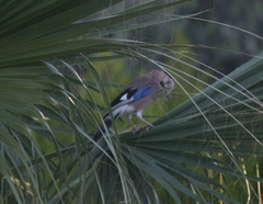 Garrulus glandarius