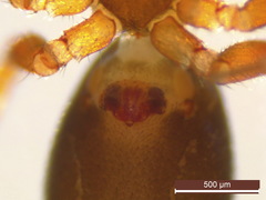 Microneta viaria