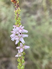 Erica alopecurus