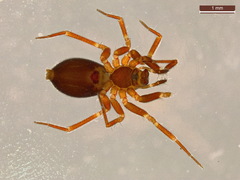 Microneta viaria