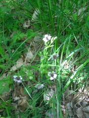 Microbotryum stellariae