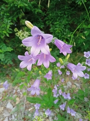 Campanula komarovii