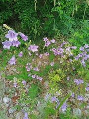 Campanula komarovii