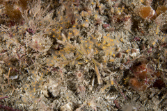 Pycnoclavella aurilucens
