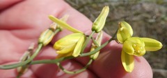 Albuca kirstenii