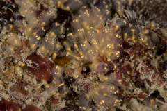 Pycnoclavella aurilucens
