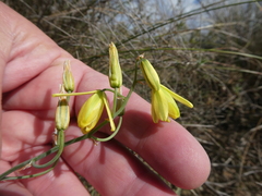 Albuca kirstenii