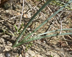 Albuca kirstenii