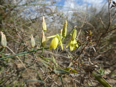 Albuca kirstenii