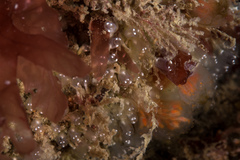 Pycnoclavella stolonialis