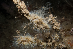 Pycnoclavella aurilucens