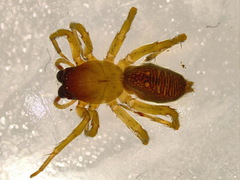 Clubiona lutescens