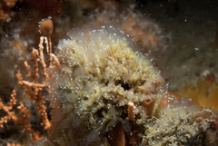 Pycnoclavella aurilucens