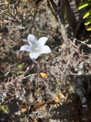 Wahlenbergia pygmaea pygmaea