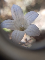 Wahlenbergia pygmaea pygmaea