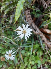 Celmisia major brevis