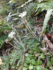 Celmisia major brevis