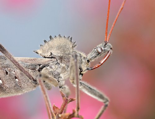 North American Wheel Bug photo 4