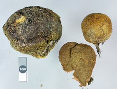 Rhizopogon pseudoroseolus