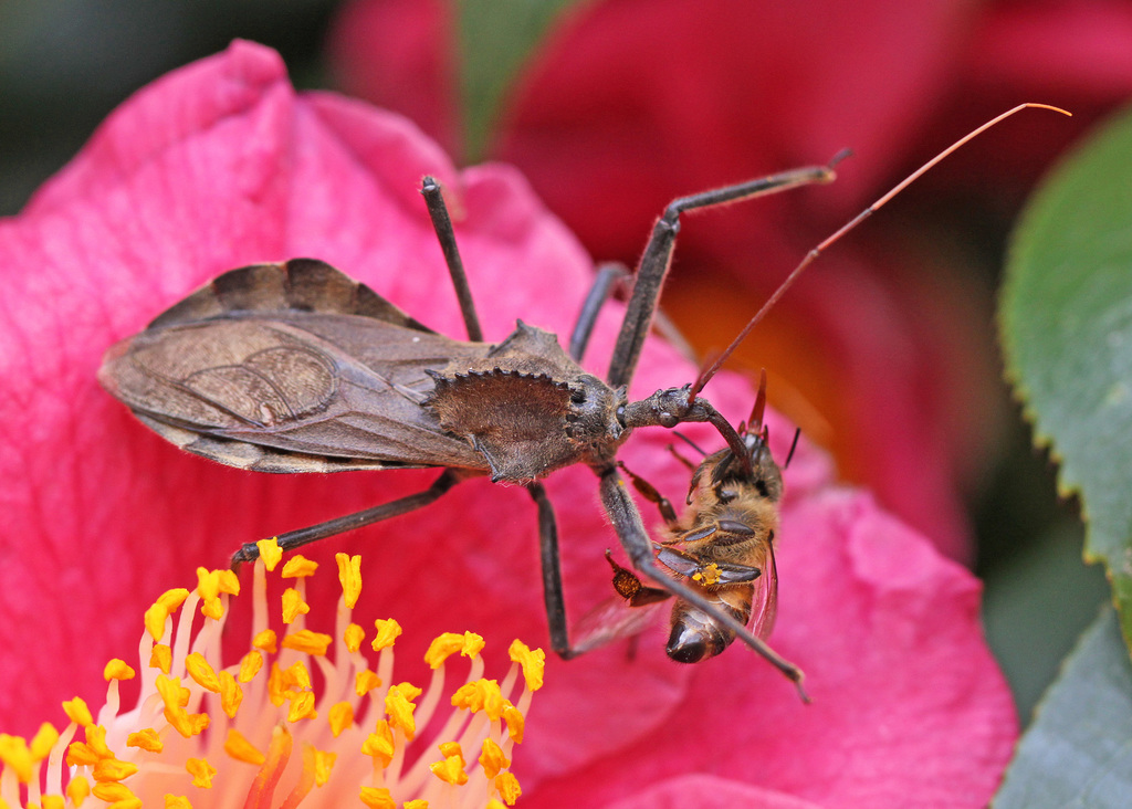 Maryland Biodiversity Project - Wheel Bug (Arilus cristatus)