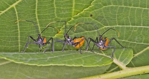 North American Wheel Bug, photo 8 of 10