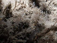 Pycnoclavella stolonialis