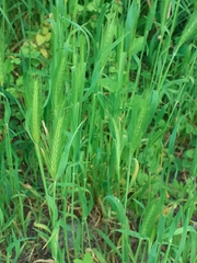 Hordeum murinum