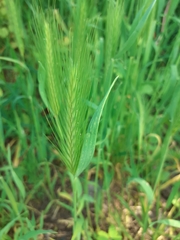 Hordeum murinum