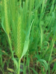 Hordeum murinum