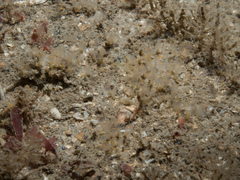 Pycnoclavella aurilucens