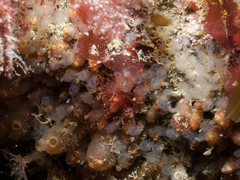 Pycnoclavella producta