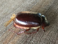 Xyloryctes jamaicensis