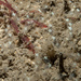 Pycnoclavella stolonialis - Photo (c) Bernard Picton, algunos derechos reservados (CC BY), subido por Bernard Picton