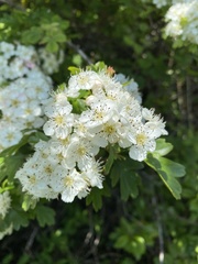Crataegus monogyna