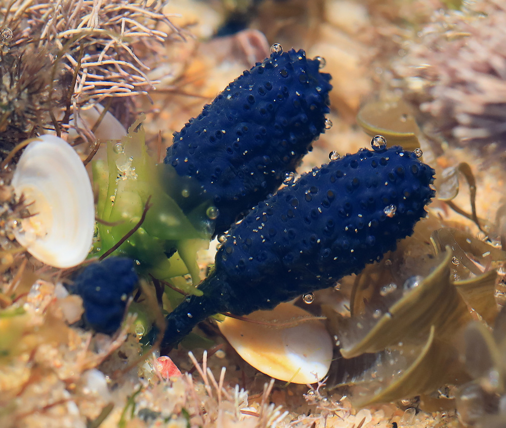 Blue Lollipop Ascidian