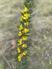 Aspalathus spinifera