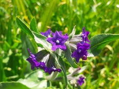 Anchusa officinalis