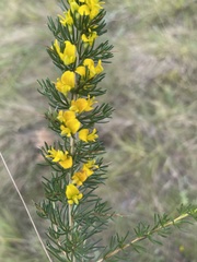 Aspalathus spinifera