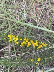 Aspalathus spinifera