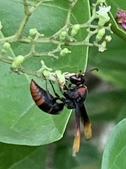 Delta pyriforme circinale