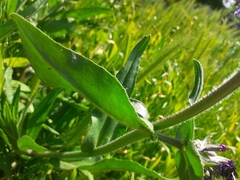 Anchusa officinalis