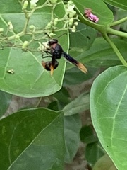 Delta pyriforme circinale